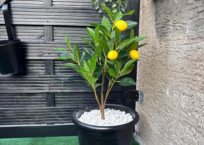 Organgerie Lemon Loft